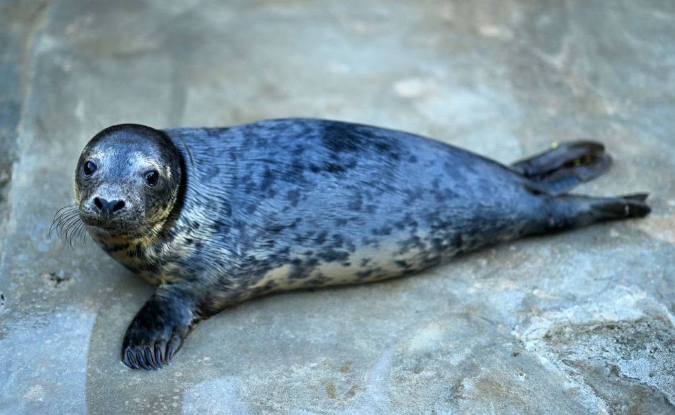 Scientists catch culprit behind serial seal decapitations in the act