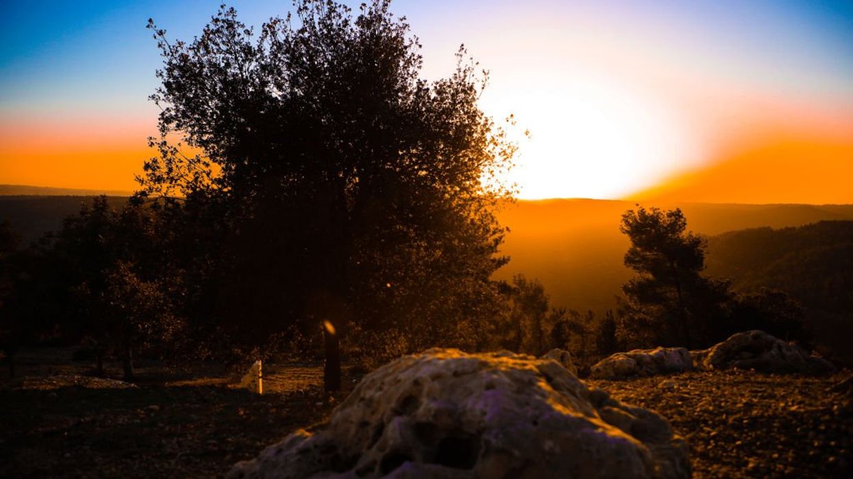 Scientists revive 1,000-year-old seed from cave near Jerusalem, possibly resurrecting mysterious tree mentioned in the Bible