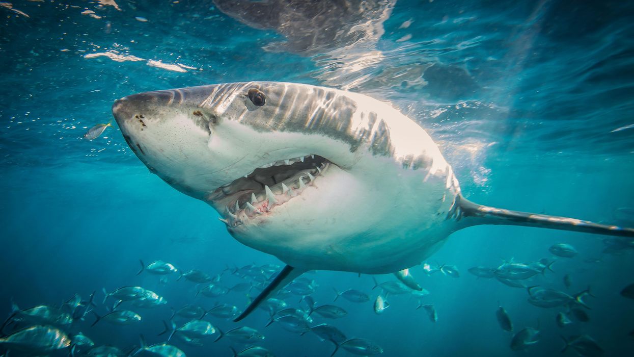 Shark 'advocates' demand rebranding shark attacks as 'shark interactions'