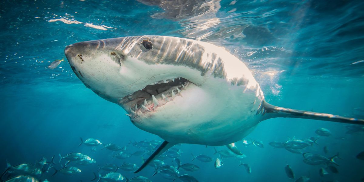 Shark 'advocates' demand rebranding shark attacks as 'shark interactions' | Blaze Media