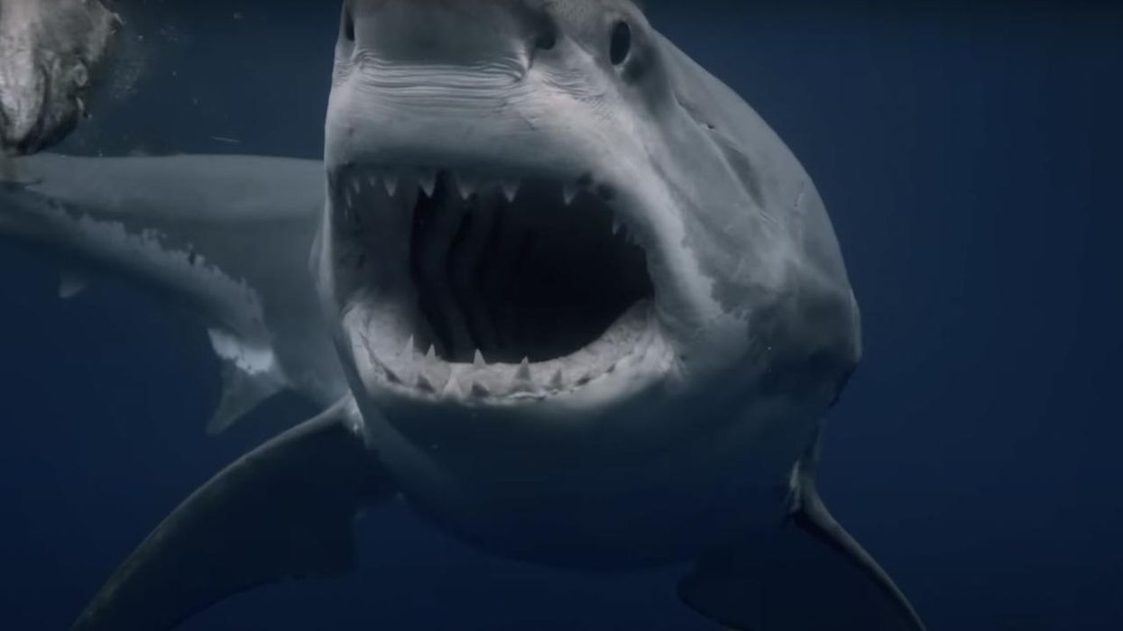 'Shark Week' is too white and too male, study finds — and the mockery that ensues is bloody hilarious