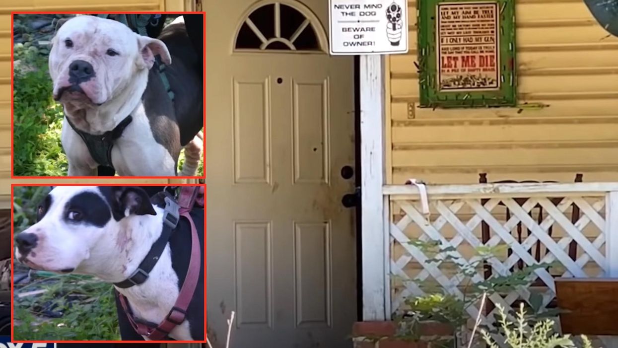 Sheriff's office and animals services 'flooded' with calls about fate of Georgia dogs who lethally mauled home intruder