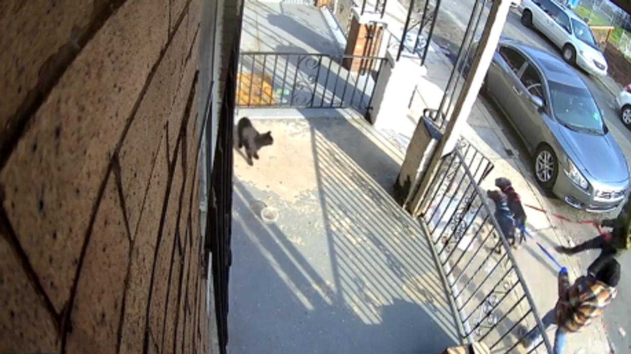 Shocking video shows Philly men siccing dogs on family cat, cheering during the brutal mauling