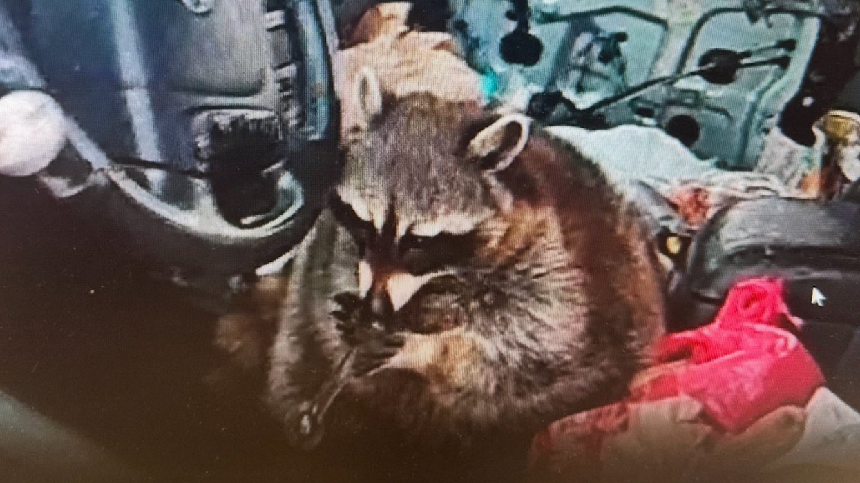 Shotgun-riding raccoon found with meth pipe in its mouth during bizarre traffic stop arrest