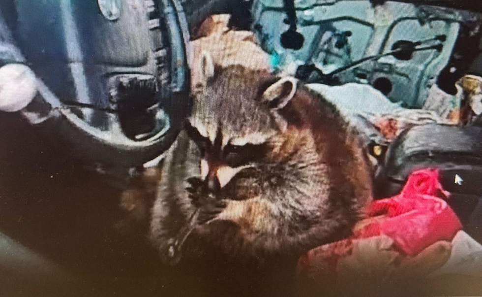 Shotgun-riding raccoon found with meth pipe in its mouth during bizarre traffic stop arrest