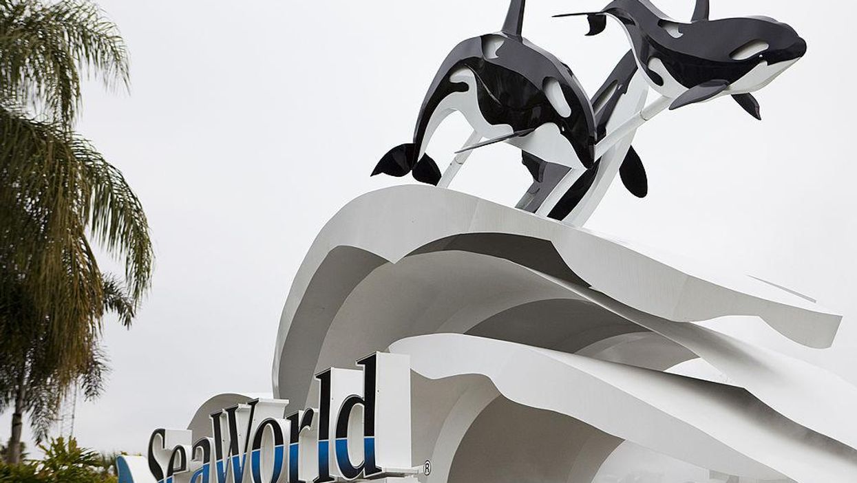 A 6-year-old killer whale has passed away suddenly at SeaWorld San Diego