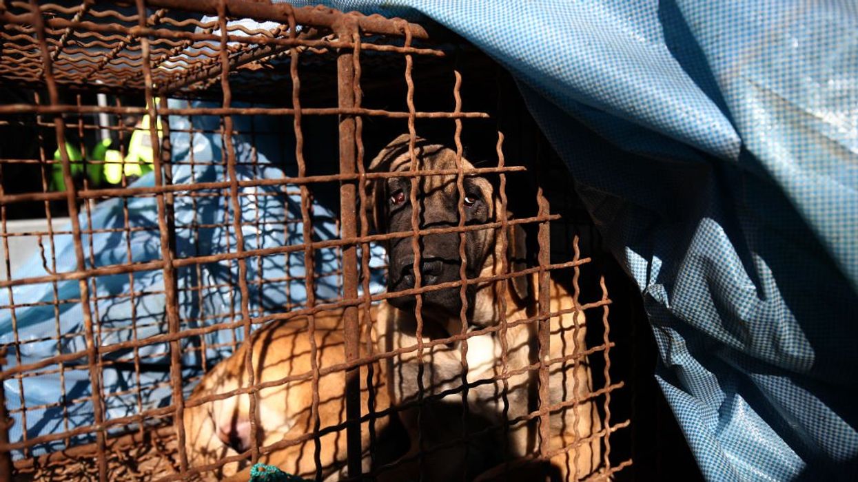 South Korean dog-meat farmers clash with police over potential ban, threaten to release 2 million dogs in targeted protest