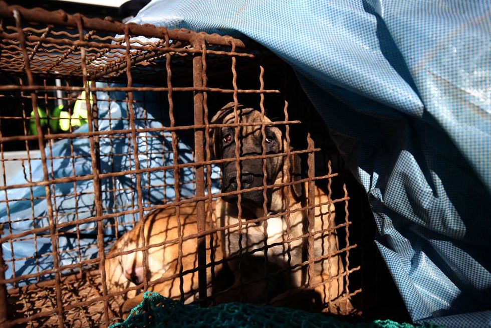 South Korean dog-meat farmers clash with police over potential ban‚ threaten to release 2 million dogs in targeted protest