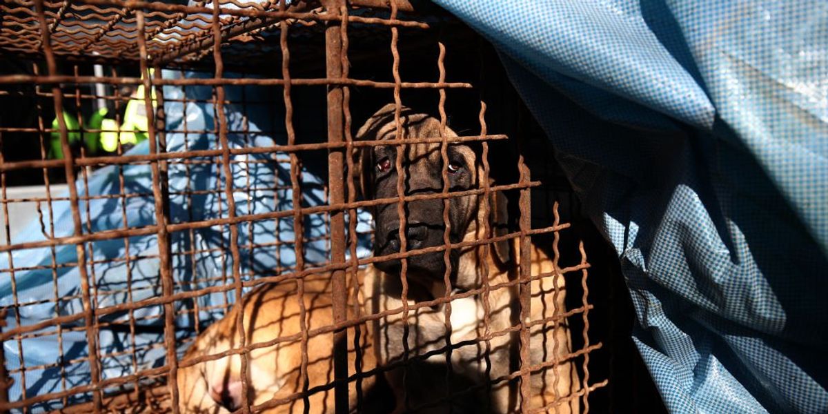 NextImg:South Korean dog-meat farmers clash with police over potential ban, threaten to release 2 million dogs in targeted protest | Blaze Media