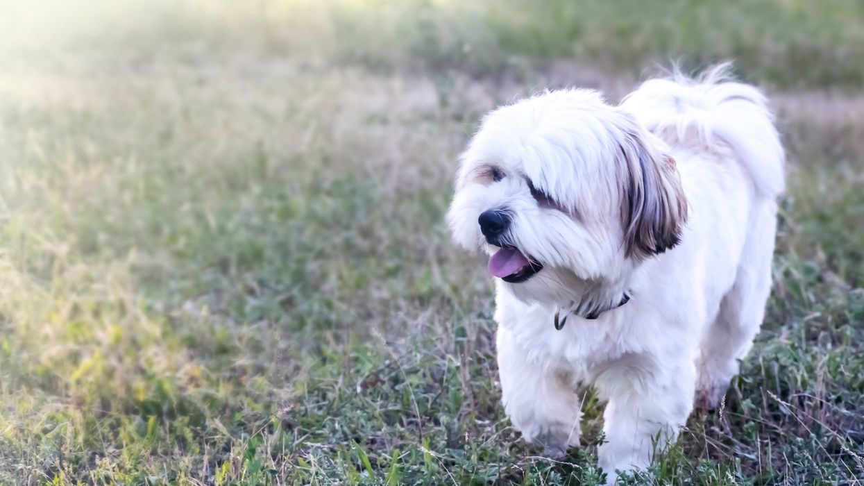 Horrifying bodycam video shows Missouri police officer shooting, killing non-aggressive deaf and blind 13-pound dog, city defends cop
