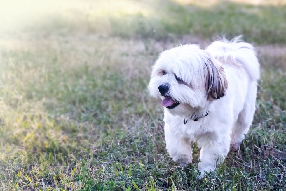 Horrifying bodycam video shows Missouri police officer shooting, killing non-aggressive deaf and blind 13-pound dog, city defends cop