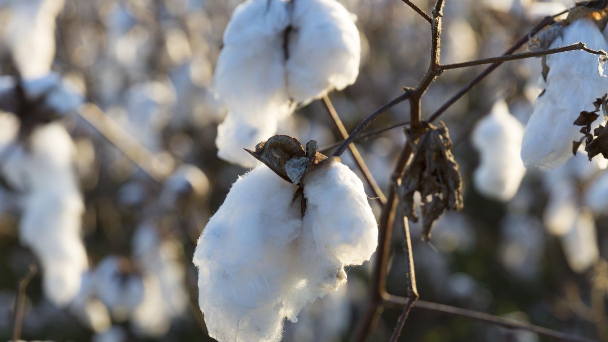 Students, parents outraged after teacher has class clean raw cotton. The lesson was about the industrial revolution, not slavery.