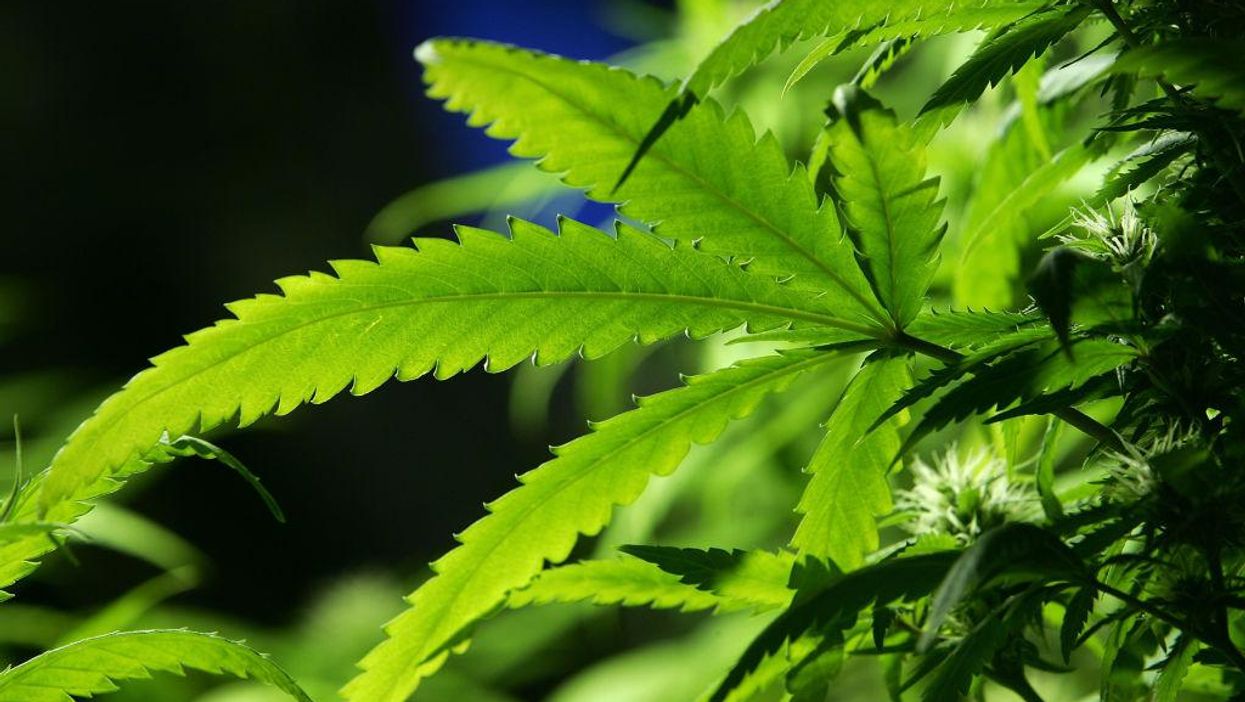 Study finds compounds in hemp may prevent COVID virus from infecting people