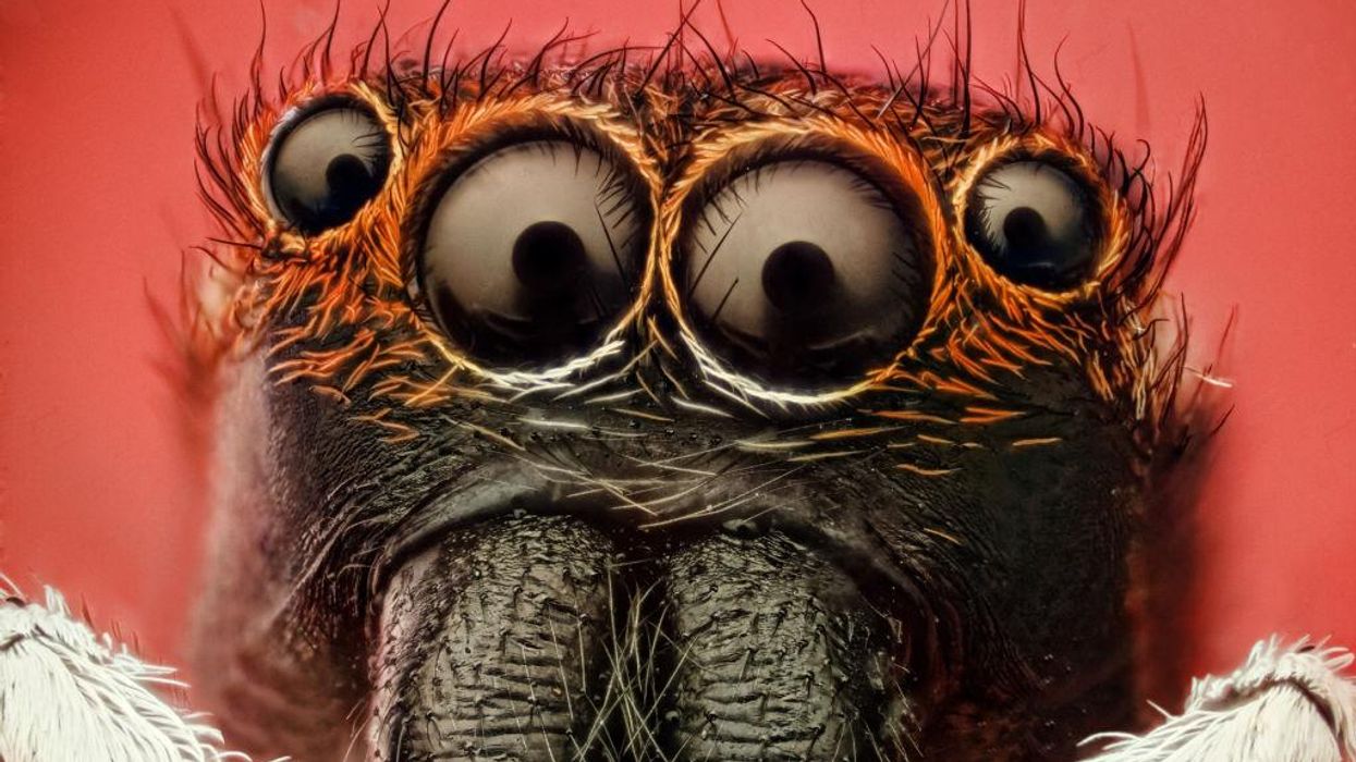 Study says spiders show signs of REM-like sleep. Do they dream too?