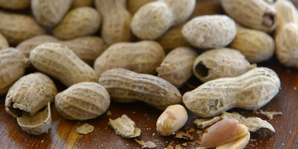 Study shows massive decline in peanut allergies after previous experts proven wrong Study shows massive decline in peanut allergies after previous experts proven wrong