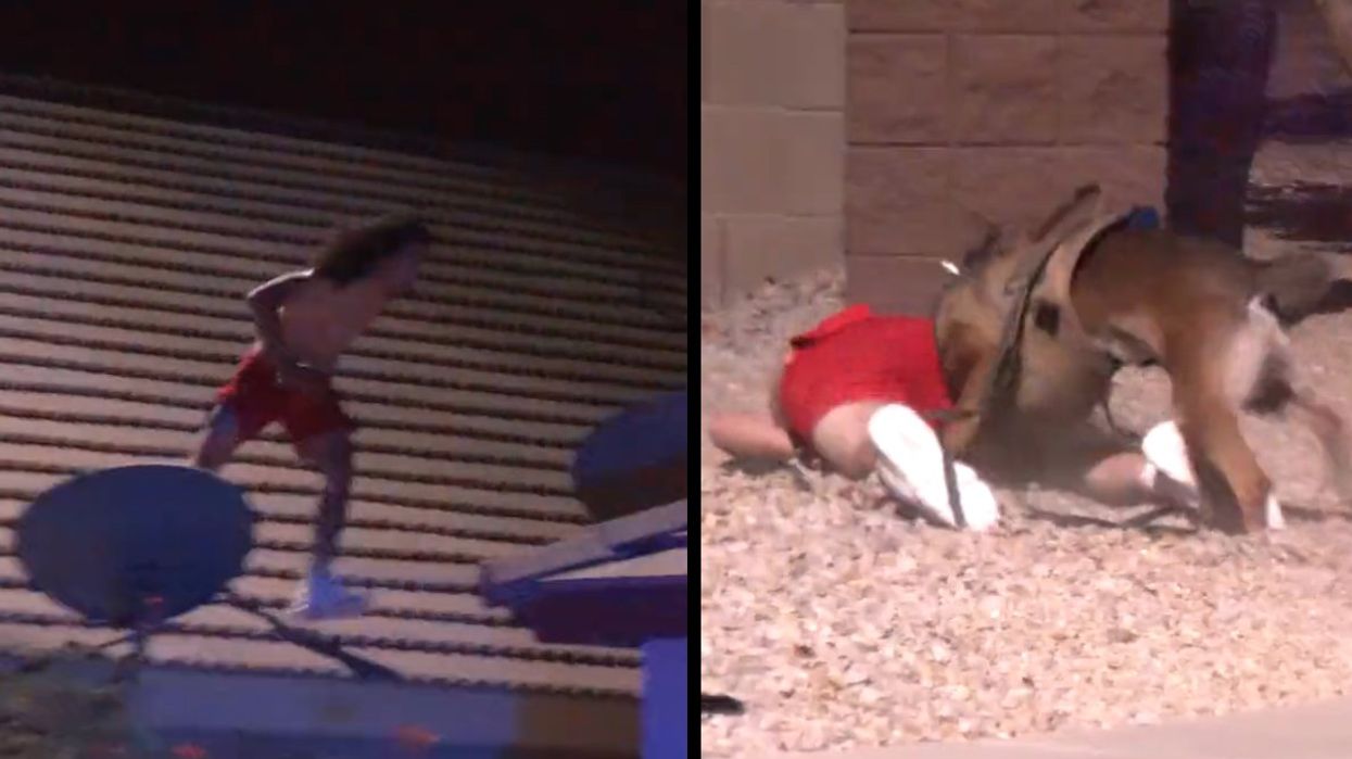 Suspect tries to flee Phoenix police by leaping rooftop to rooftop. When that fails, he tries to outrun a K-9 unit.