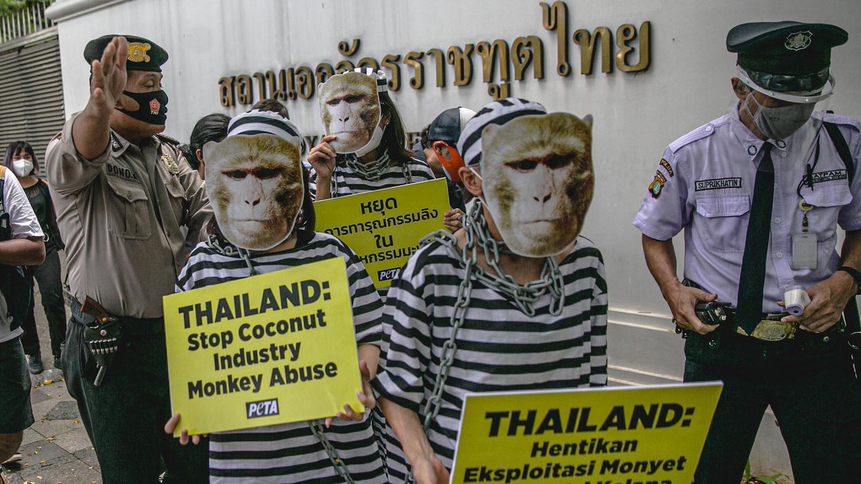 Target yields to PETA pressure, joins wave of stores dropping coconut milk allegedly made from 'forced' monkey labor