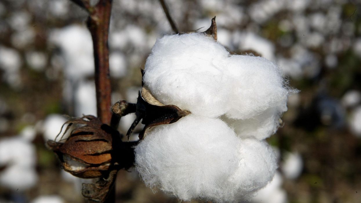 Teacher suspended, forced to apologize after bringing in cotton plants for lesson on slavery and the cotton gin: Report
