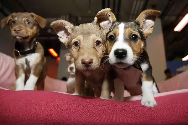 The Associated Press is getting obliterated online for shaming pet owners over climate change