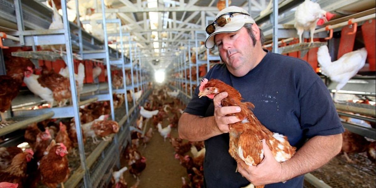 The ‘cage-free’ myth: Why everything you think you know about ethical eggs is wrong The ‘cage-free’ myth: Why everything you think you know about ethical eggs is wrong