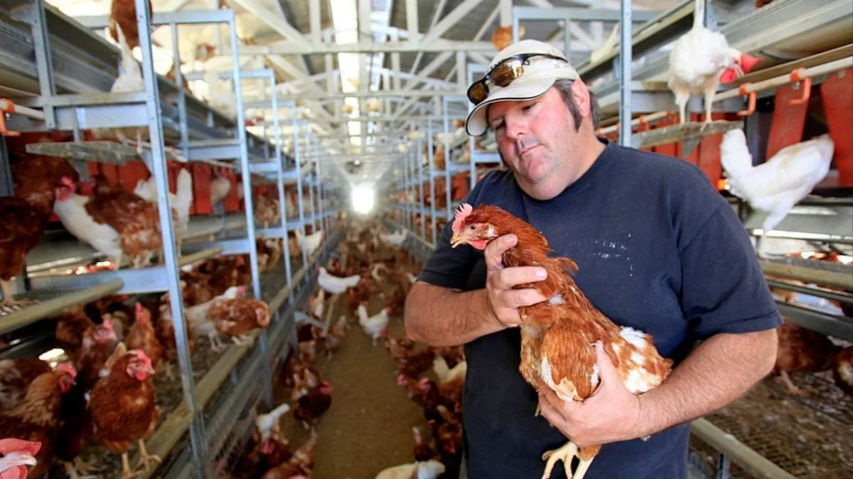 The 'cage-free' myth: Why everything you think you know about ethical eggs is wrong