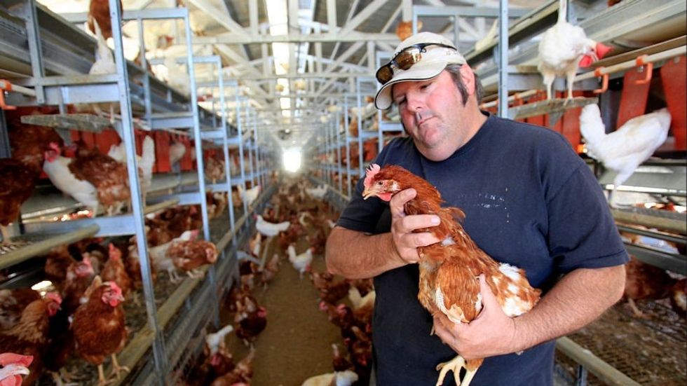 The 'cage-free' myth: Why everything you think you know about ethical eggs is wrong