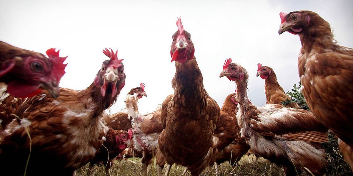 The California law clucking up US egg prices — and how to beat it The California law clucking up US egg prices — and how to beat it