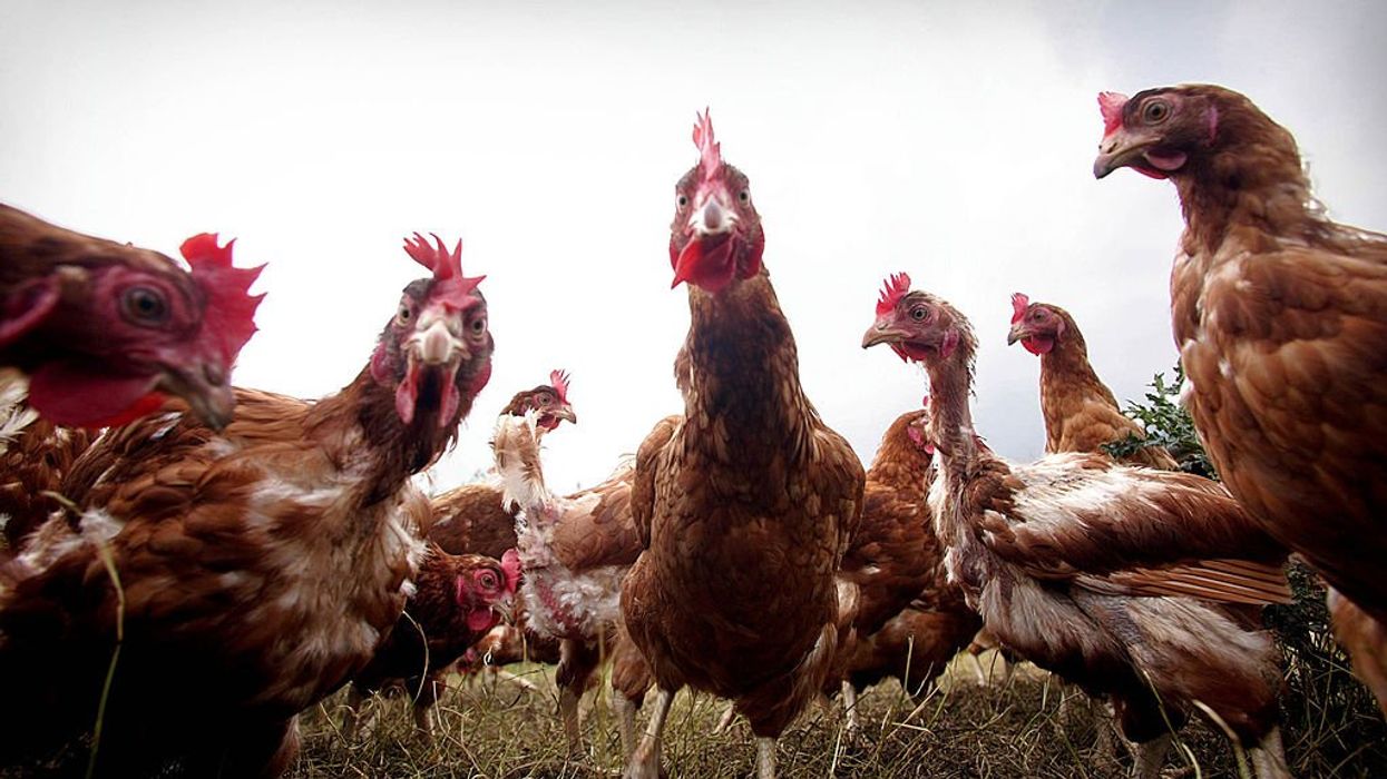 The California law clucking up US egg prices — and how to beat it