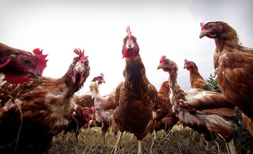 The California law clucking up US egg prices — and how to beat it