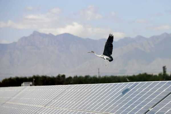 The environmental left will not admit what wind and solar destroy