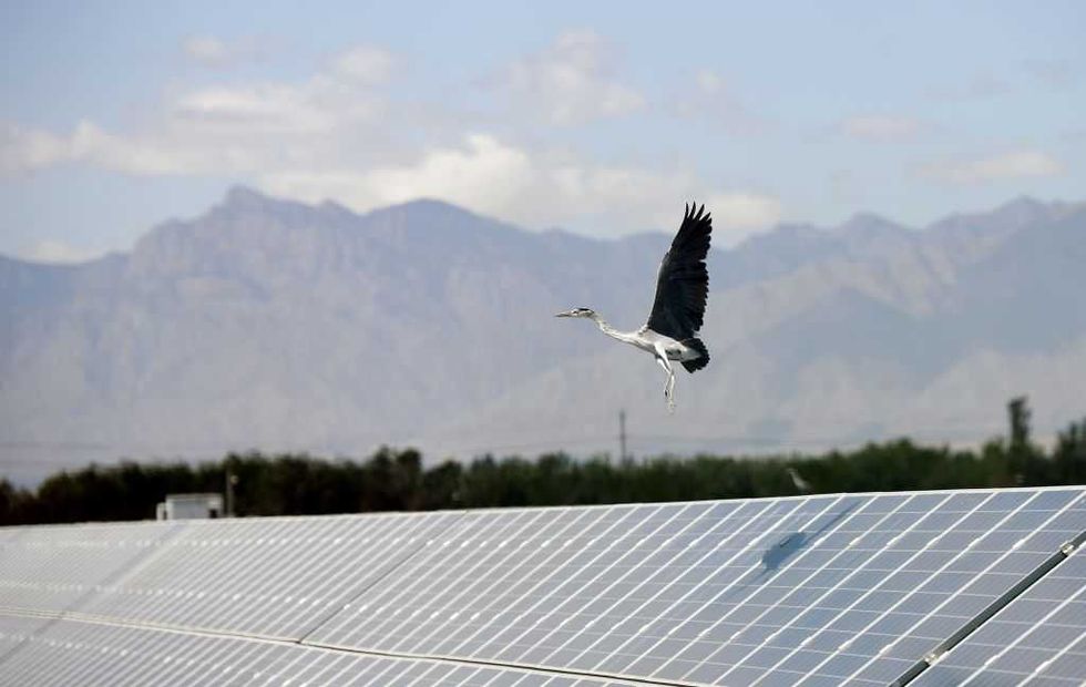 The environmental left will not admit what wind and solar destroy