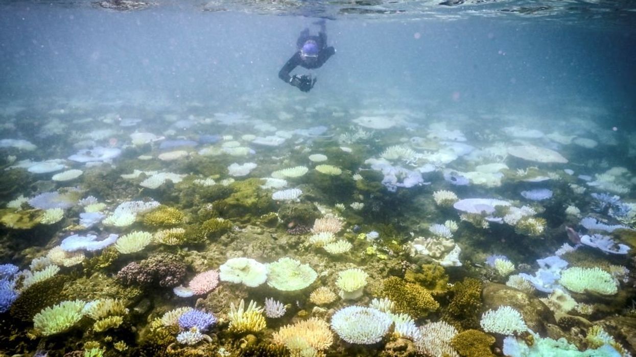 The media’s Great Barrier Reef hoax is bigger than the reef