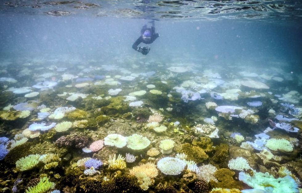 The media’s Great Barrier Reef hoax is bigger than the reef