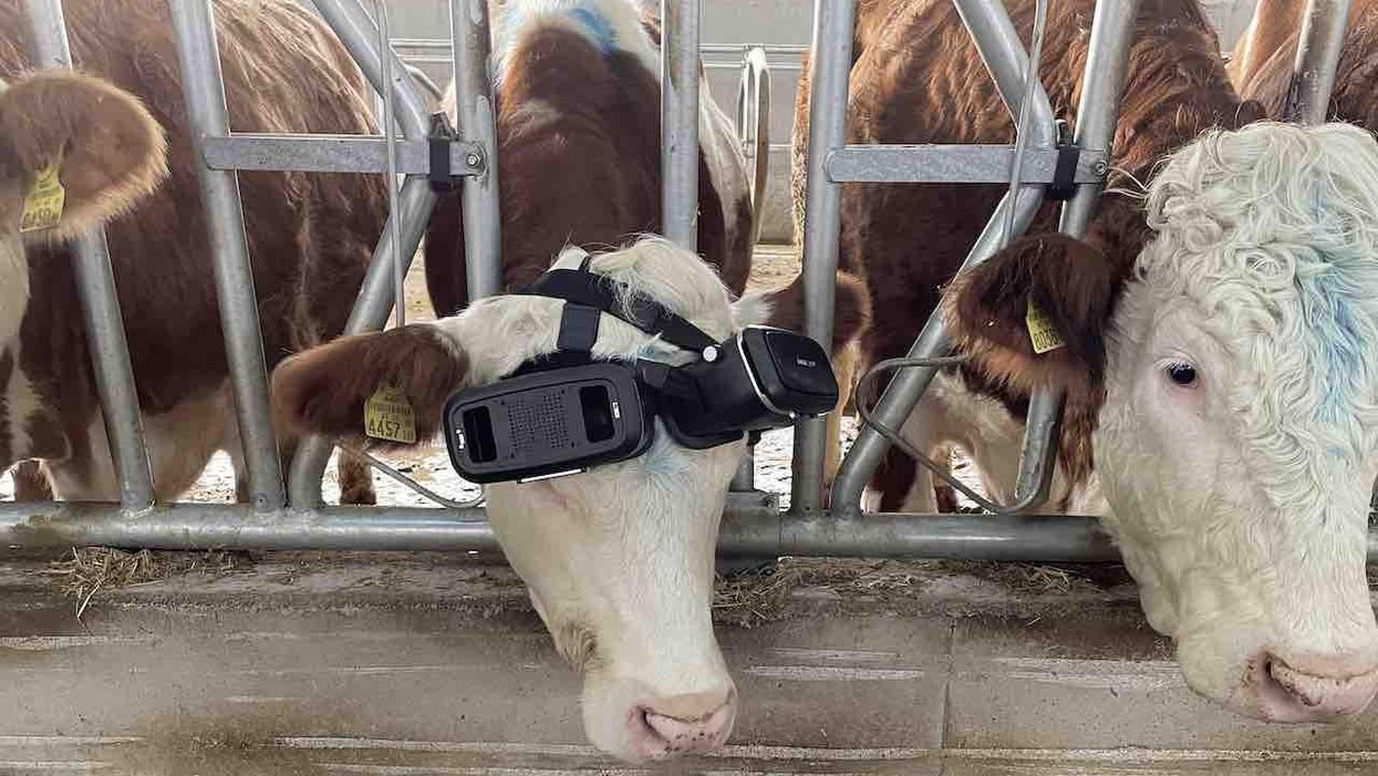 'The Mootrix'? Cows wear virtual reality goggles in winter to simulate sunny pastures. It reportedly makes them happier, boosts milk production.