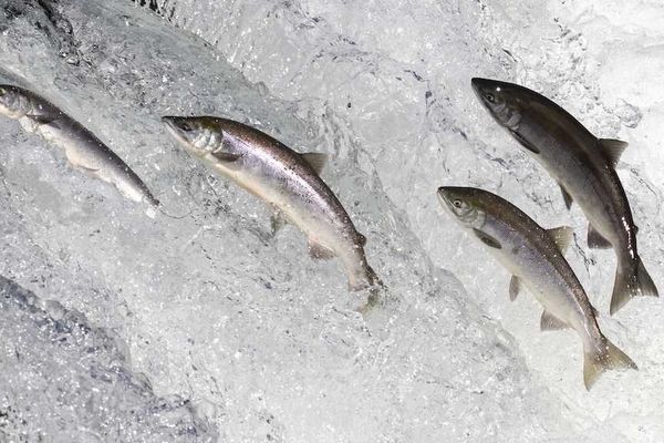 The poisoned stream of culture is flowing through our churches