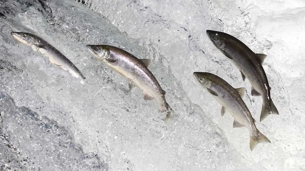 The poisoned stream of culture is flowing through our churches