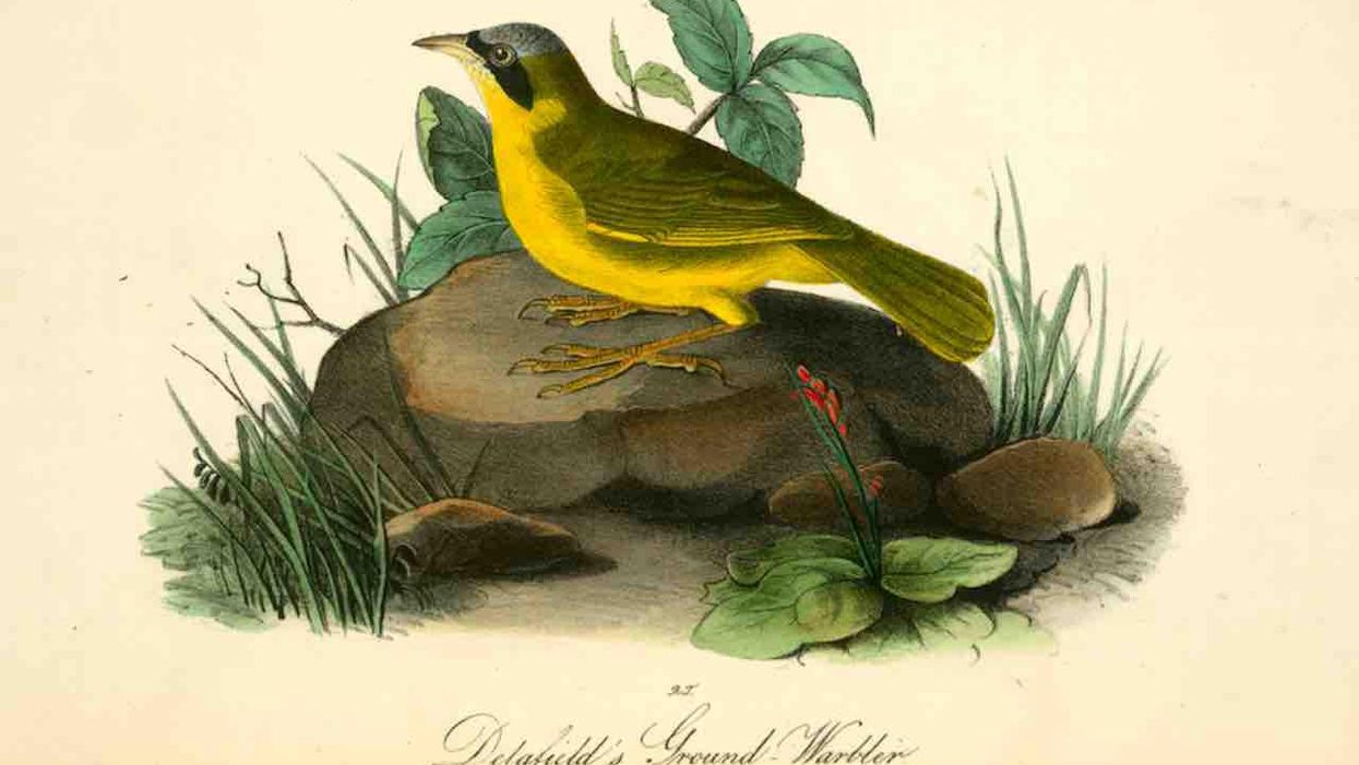 'The racist legacy many birds carry': Lengthy Washington Post feature gets hilarious reaction from Tucker Carlson. And he's not alone.