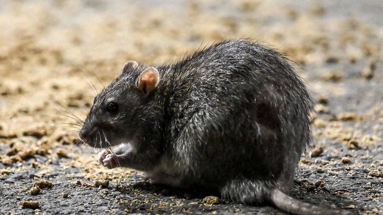 'The rats are eating our marijuana; they're all high': Infested New Orleans police evidence room becoming rodent cafeteria