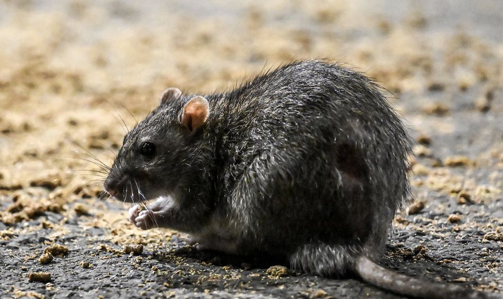 'The rats are eating our marijuana; they're all high': Infested New Orleans police evidence room becoming rodent cafeteria