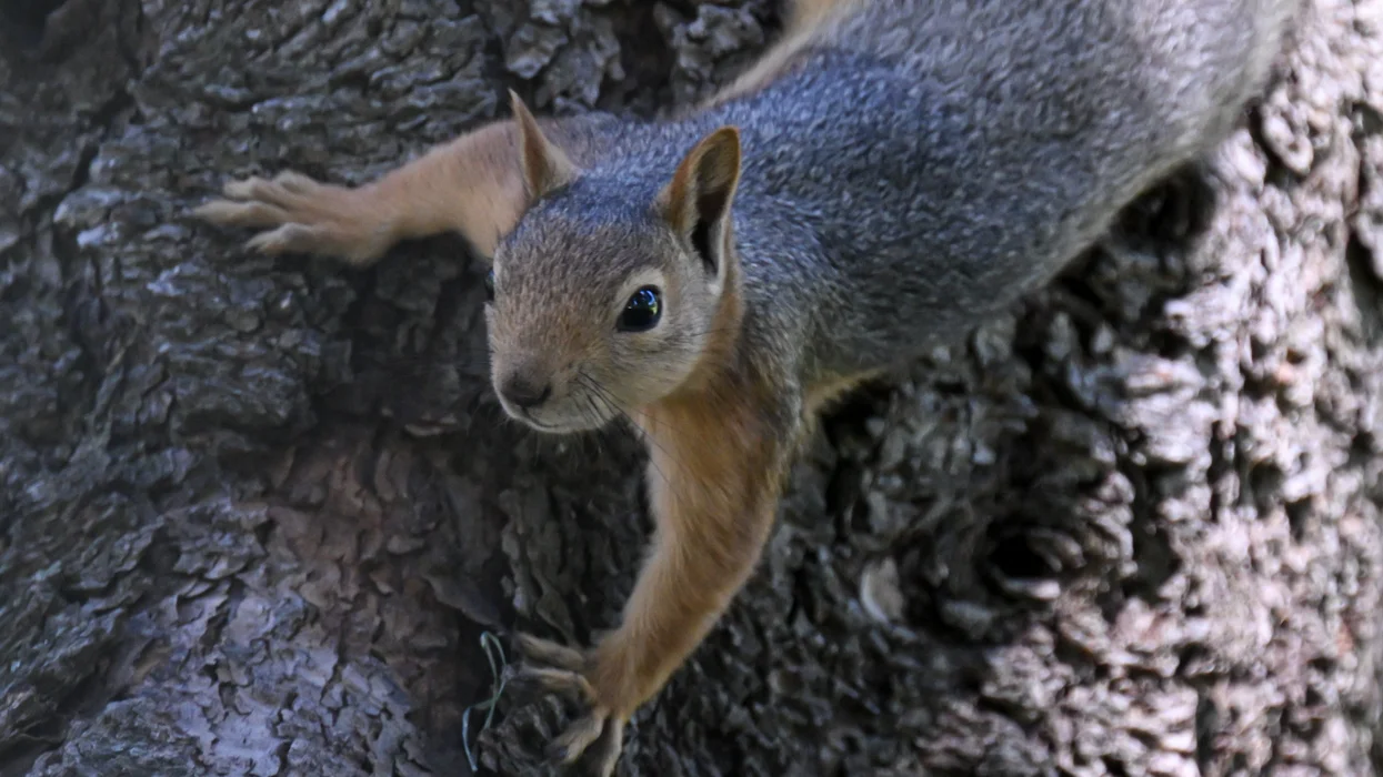 The squirrels use wireless comms too. Can you hear them now?