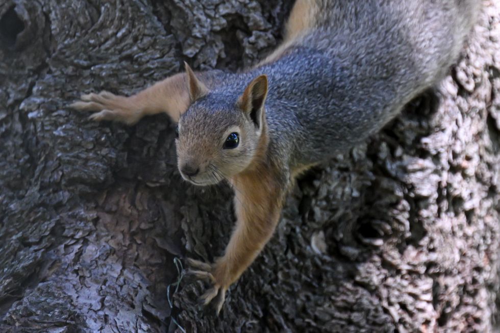 The squirrels use wireless comms too. Can you hear them now?