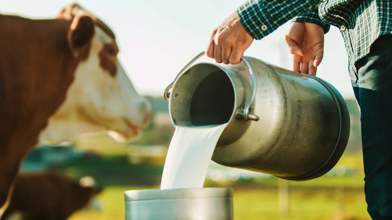 The truth about raw milk the government doesn't want you to know: 'Close to a perfect food'