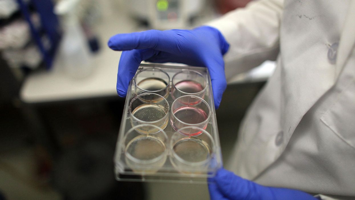 The world's first living robots — developed with AI and stem cells — are now able to reproduce, scientists say