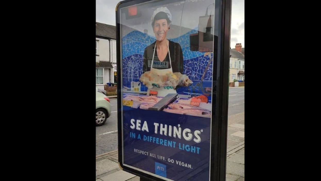 'There is no difference': PETA billboard in UK shows dead cat on platter, likened to eating fish