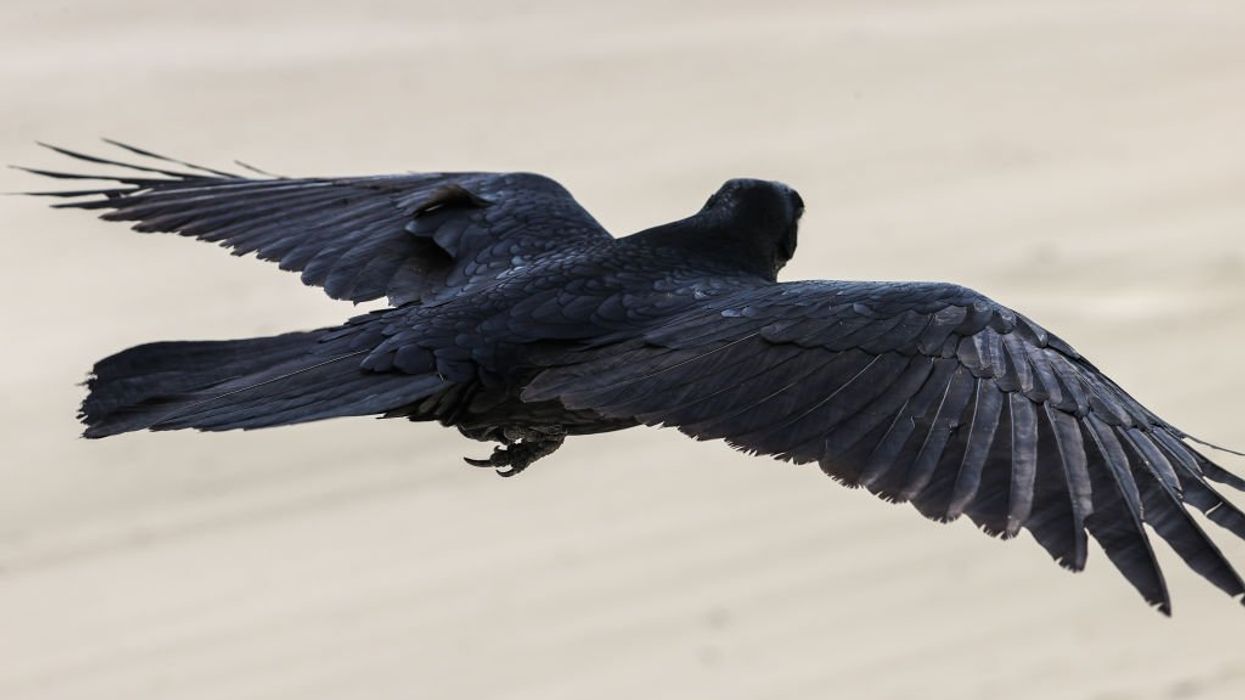 'There is power in a name': American Ornithological Society is renaming over 70 species of birds to correct 'historic bias'