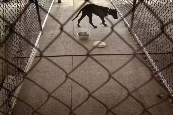 'There was blood everywhere': Security video captures pit bulls sneaking in through doggy doors of home