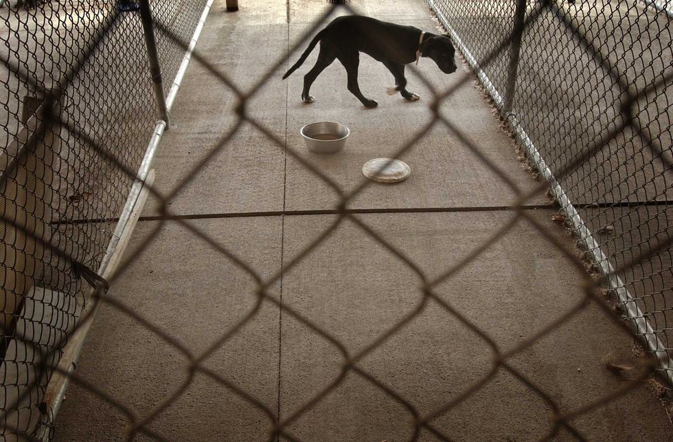 'There was blood everywhere': Security video captures pit bulls sneaking in through doggy doors of home