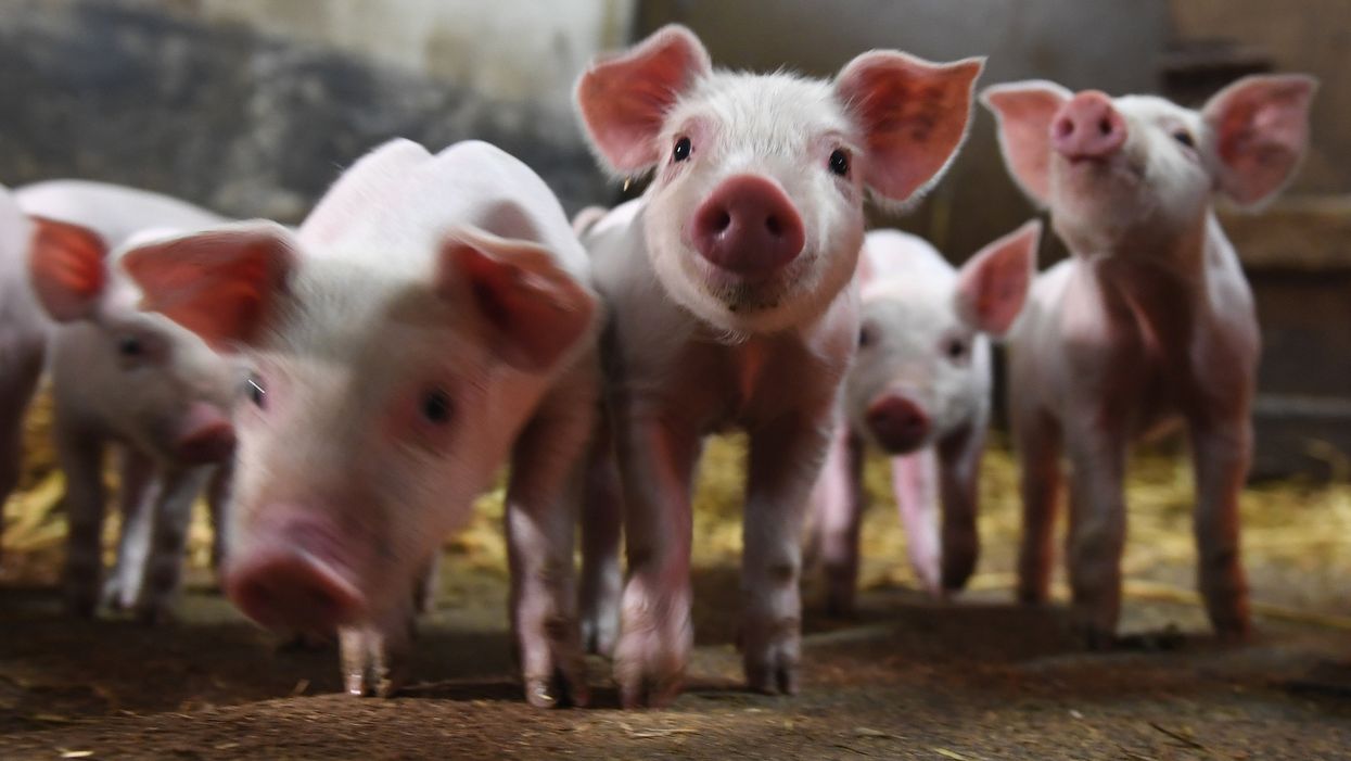 Thousands of pigs rot in compost while grocers run out of meat