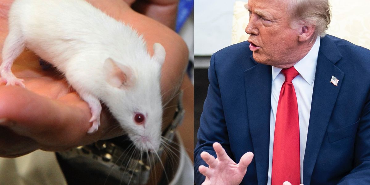 Trump admin mocks 'Fake News losers' after CNN is forced to correct ...