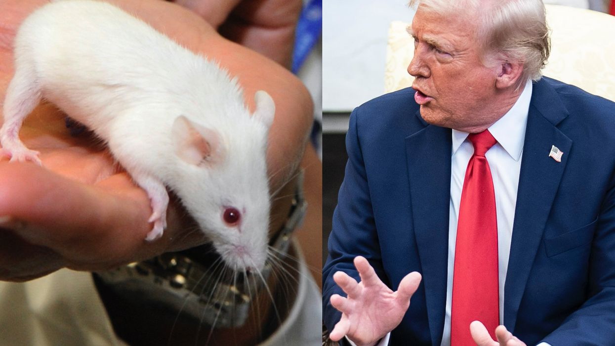 Trump admin mocks 'Fake News losers' after CNN is forced to correct fact-check on transgender mice